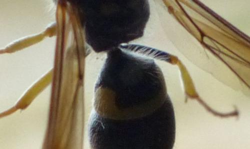 Ancistrocerus nigricornis